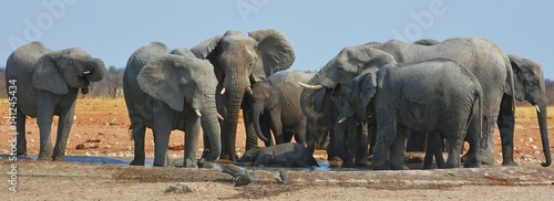 Elefanten am Wasserloch Okawao (Etosha Nationalpark) © anni94