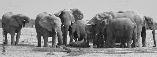 Elefanten am Wasserloch Okawao (Etosha Nationalpark)