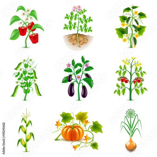 Growing agricultural plants icons vector set