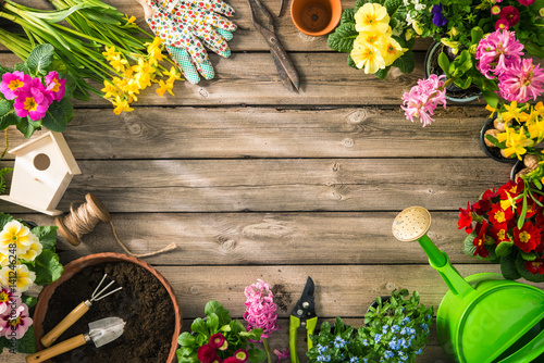Gardening tools and spring flowers