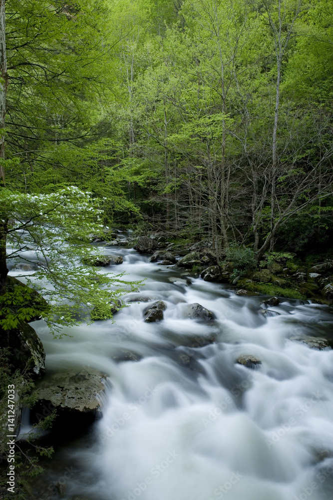 Fototapeta premium Tremont, Great Smoky Mountains NP, TN