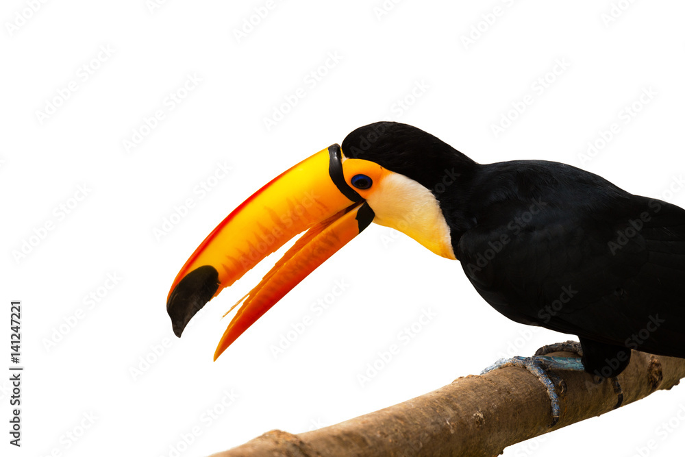 Naklejka premium Toucan