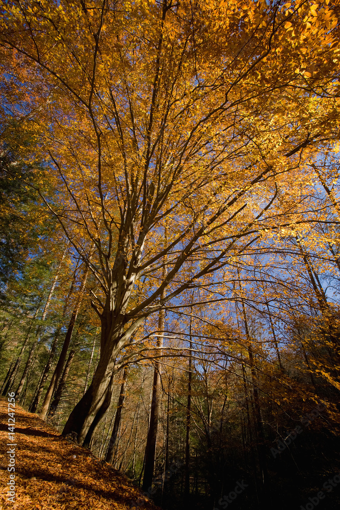 Obraz premium Autumn, Hwy 32 out of Cosby, TN