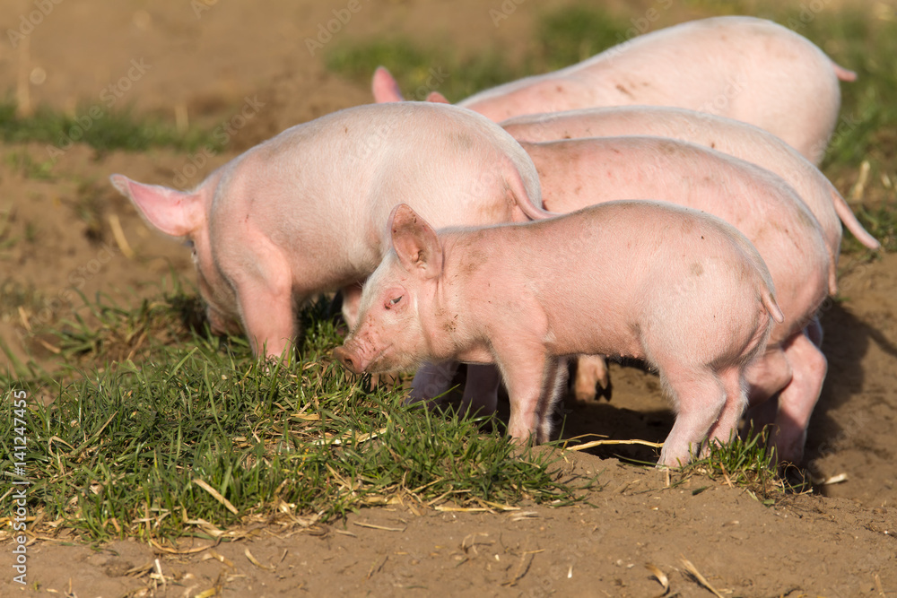 Neckisch blickendes Bioferkel auf Freilandzucht Neckisch blickendes Bioferkel auf Freilandzucht