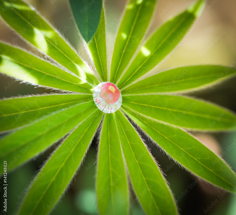 Water drop on a lupin Water drop on a lupin
