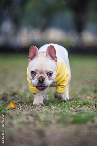 The French Bulldog in outdoor grass © chendongshan