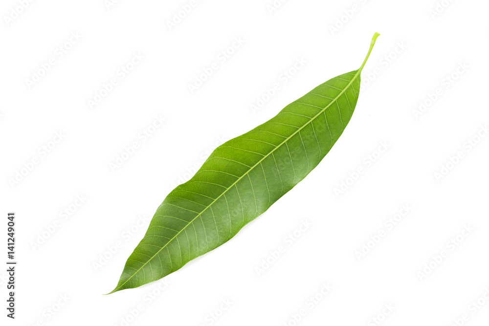 Obraz premium mango leaf on white background.