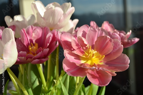 Bouquet of tulips.