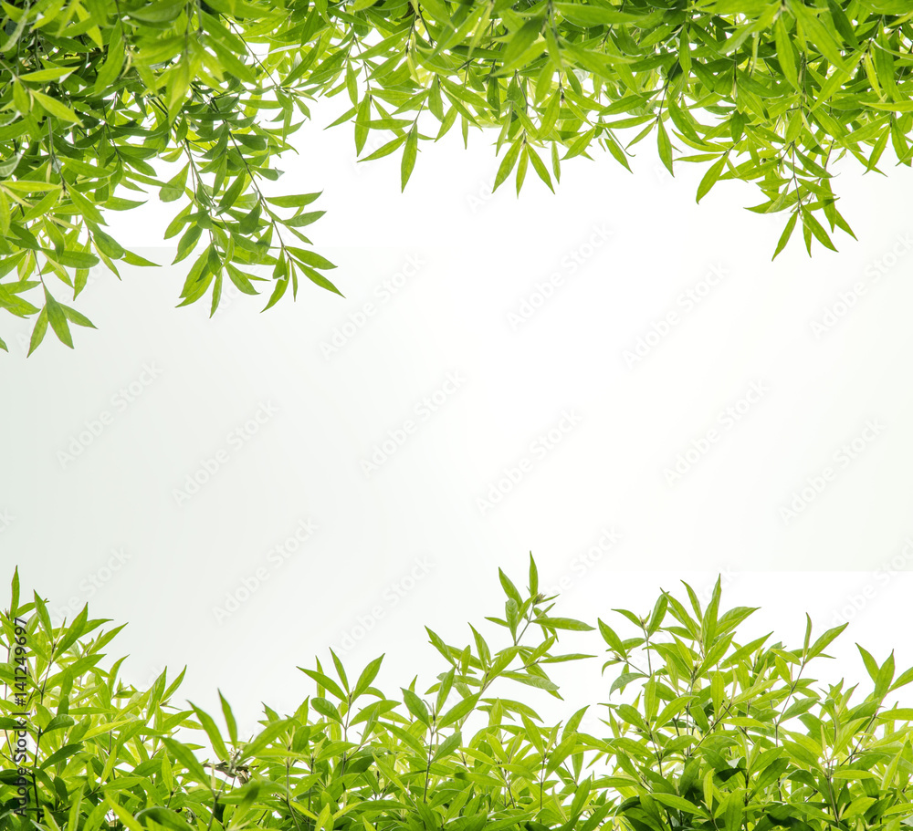 Green leaf frame Green leaf frame