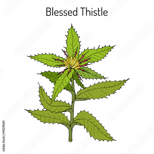 Blessed Thistle cnicus benedictus , medicinal plant photo