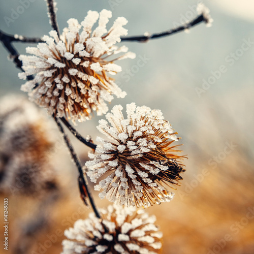 natural background from frozen plant covered with hoarfrost