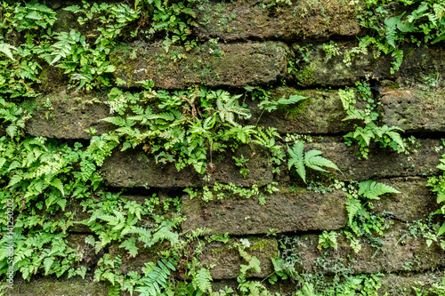 Green moss on old brick wall