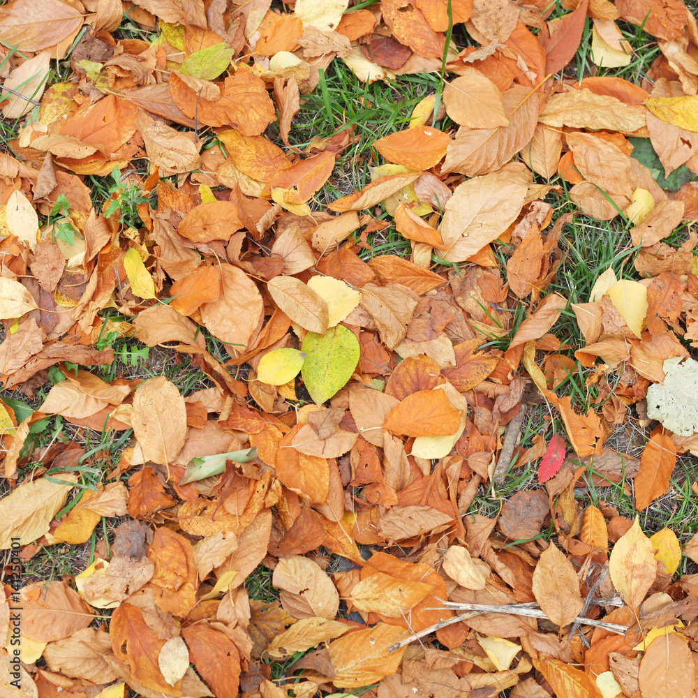 Autumn leaves background Autumn leaves background