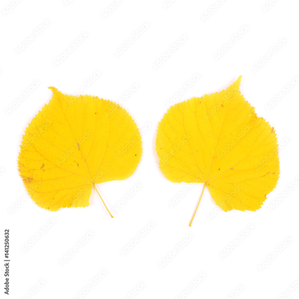 Linden leaves Linden leaves