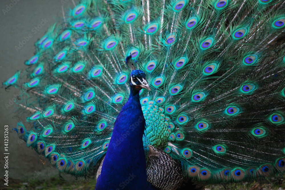 Fototapeta premium A Peacock with His Feather's Expanded