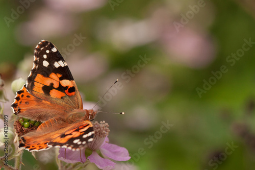 Butterfly urticaria on a pink flower