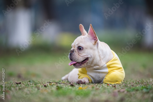 The French Bulldog in outdoor grass