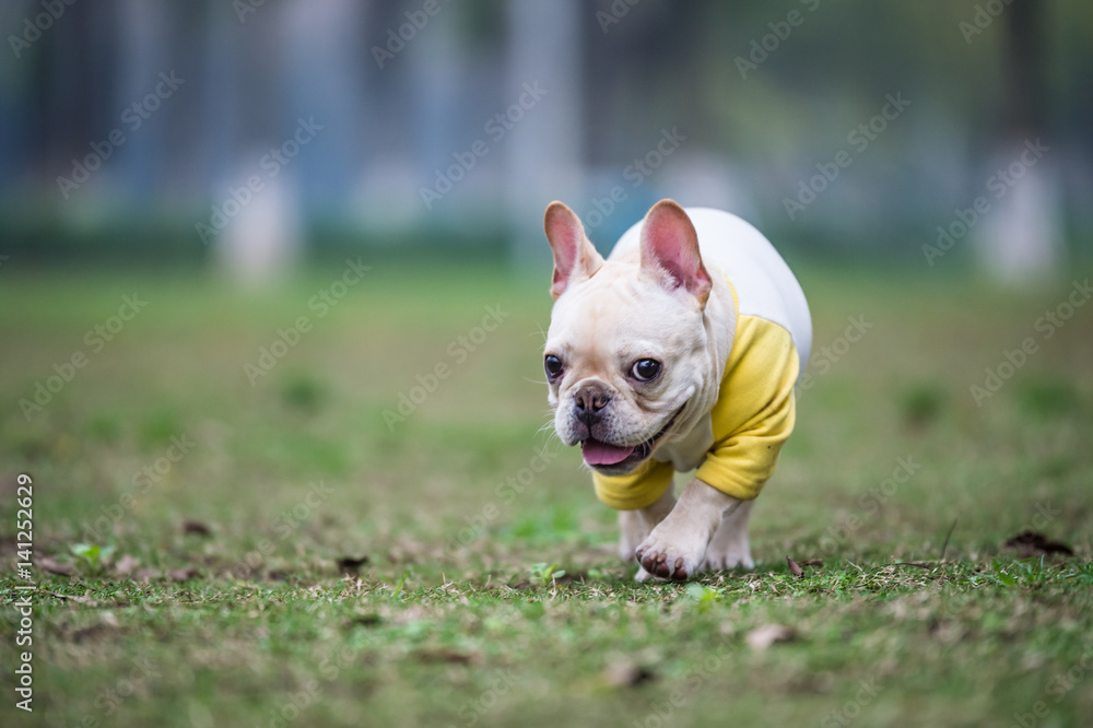 The French Bulldog in outdoor grass