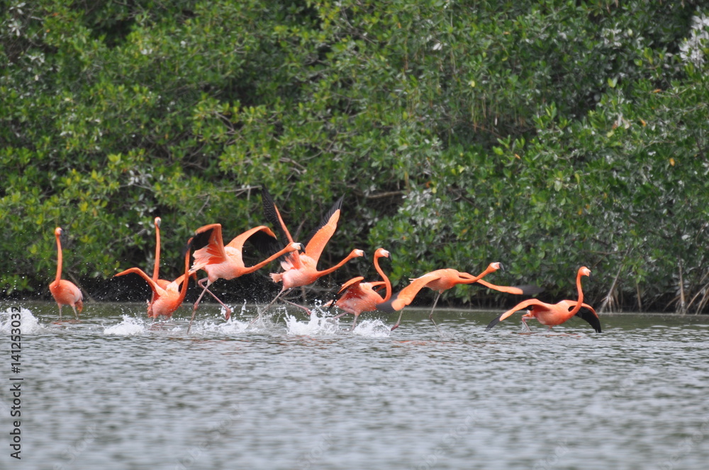 Naklejka premium wild flamingo colony