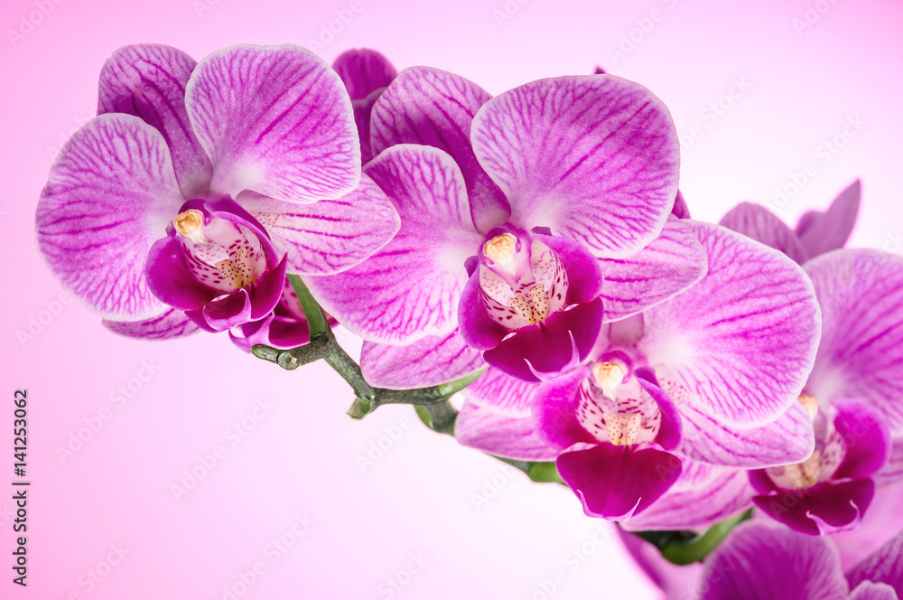 Obraz premium Branch of Pink orchid