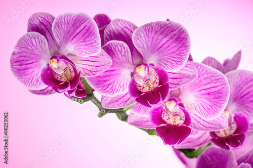Branch of Pink orchid