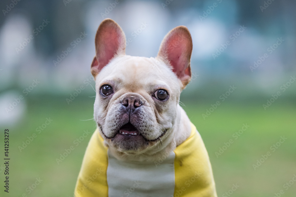 The French Bulldog in outdoor grass The French Bulldog in outdoor grass