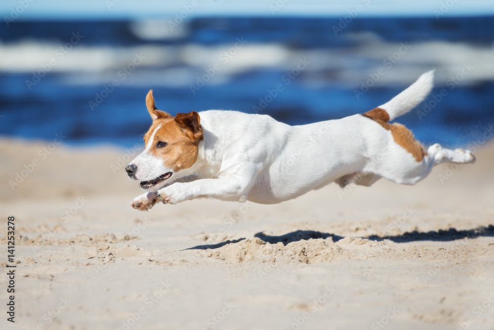 Jack russell terrier 2024 jumping