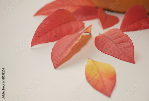 Fototapeta Naklejka Na Ścianę i Meble -  Colored leaves, Autumn