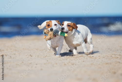 Photography two small dogs playing on the beach