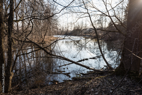 Wallpaper Mural Old forest with moss covered trees and rays of sun Torontodigital.ca