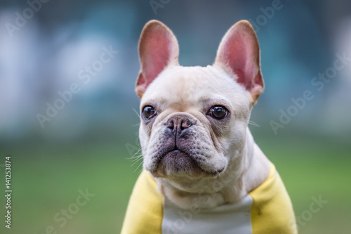 Fototapeta Naklejka Na Ścianę i Meble -  The French Bulldog in outdoor grass