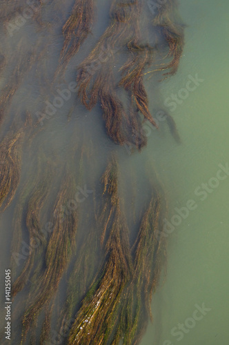 Algas de agua dulce photo