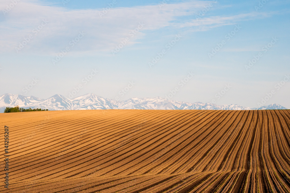 Obraz premium 春の畑