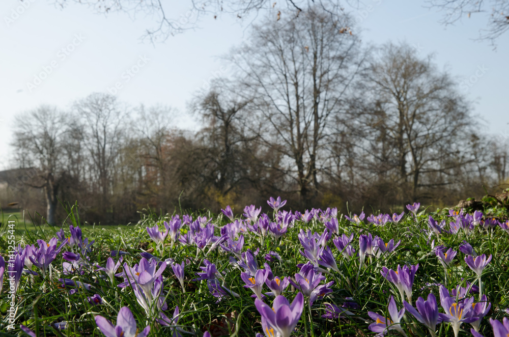 custom made wallpaper toronto digitalfrühlingsblumen im schlosspark worms-herrnsheim