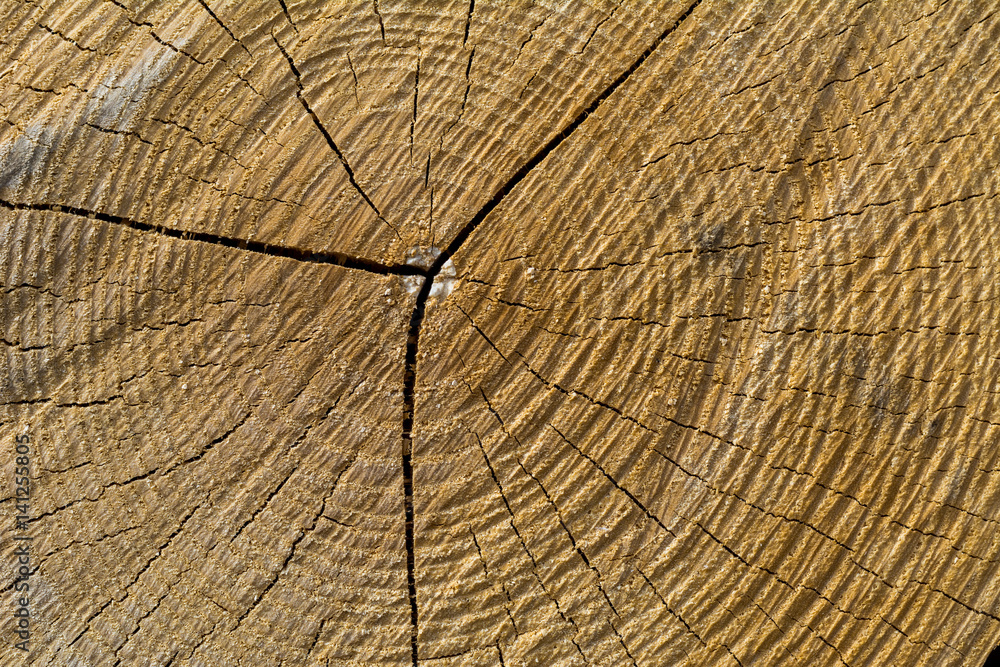 Fototapeta premium Holzstruktur im Baum Querschnitt Nahaufnahme