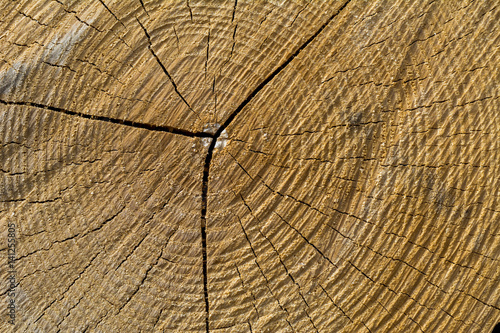 Holzstruktur im Baum Querschnitt Nahaufnahme