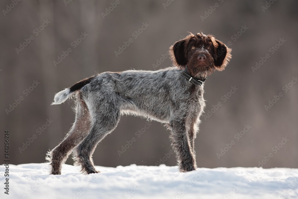 hunting dog on the winter walking hunting dog on the winter walking
