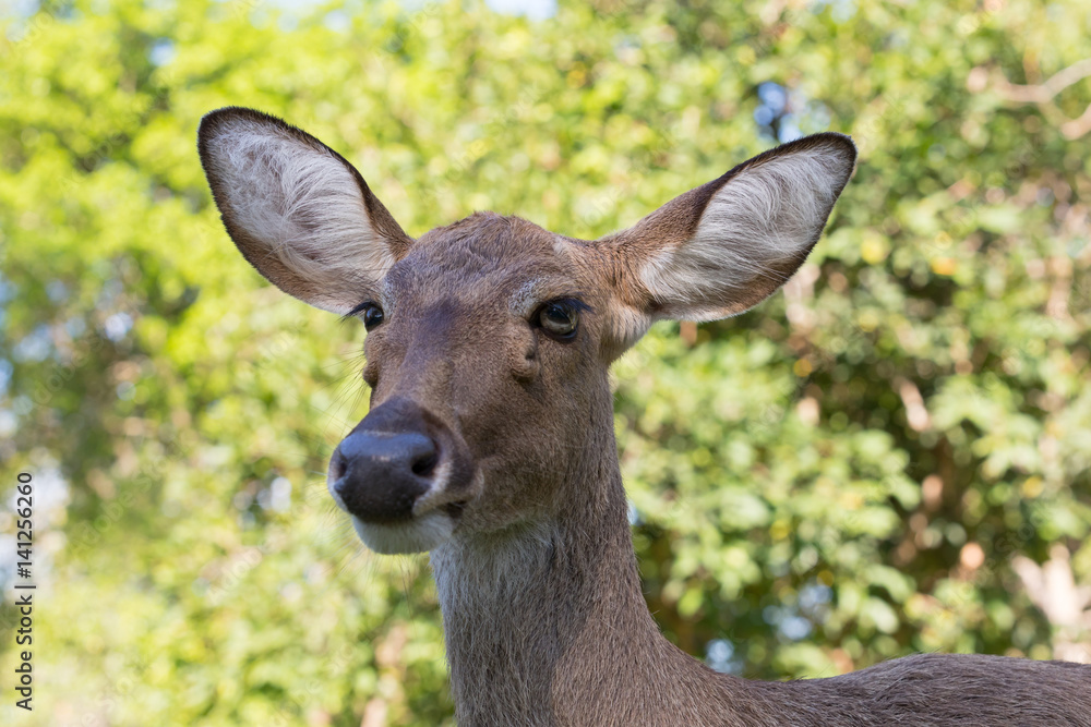 deer in the sunlight