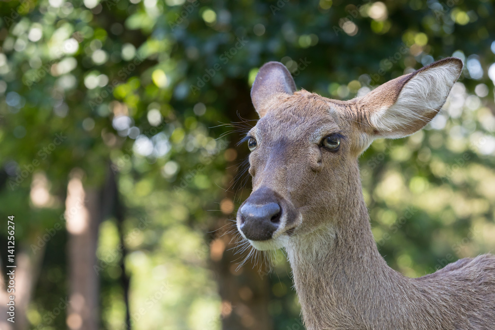 deer pinned ears