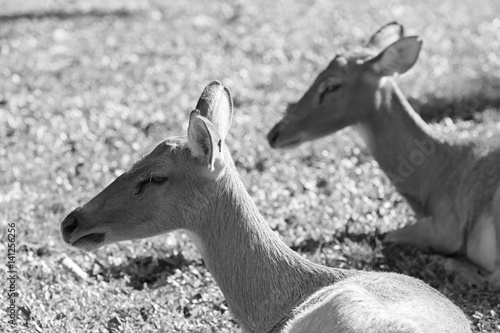 Two deer in the sunlight - black and white