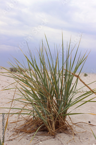 Grass on the beach  plants in the sand  summer