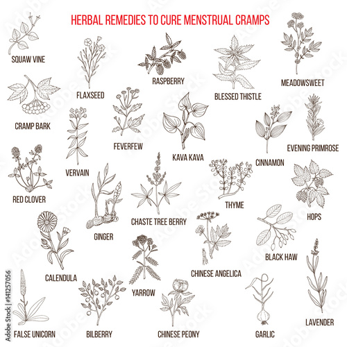 Best herbs for menstrual cramps treatment © foxyliam