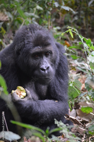 Gorilla beim Fressen © drinhaus