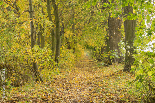 Autumn, forest pedestrian alley, yellowing leaves