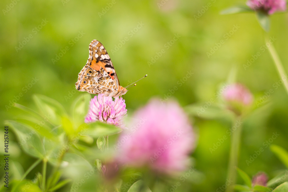 Schmetterling auf einer Klee Blüte Schmetterling auf einer Klee Blüte