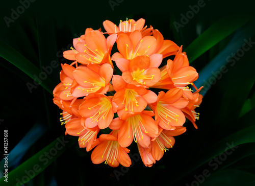 Clivia miniata orange flowers photo