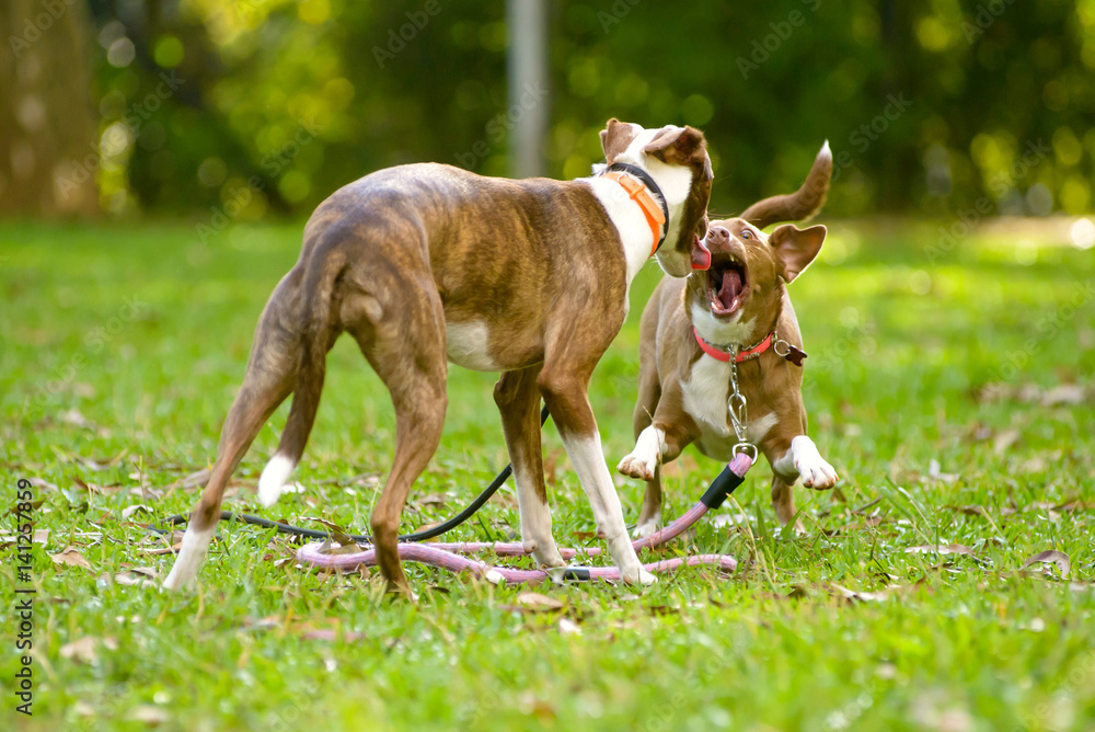 dogs fighting on a park on a sunshine day