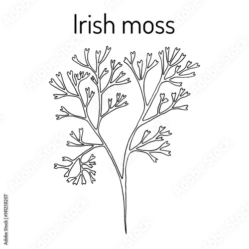 Irish moss Chondrus crispus , red alga photo