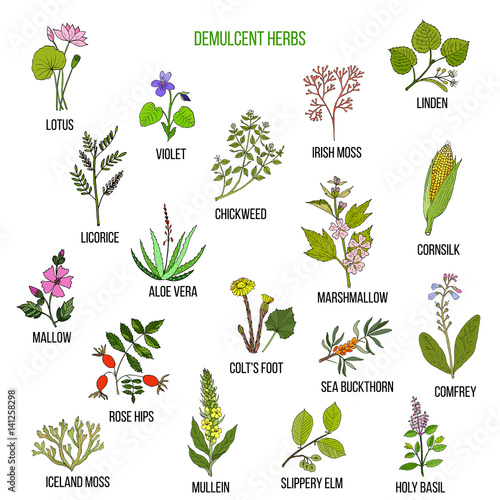 Demulcent herbs. Hand drawn set