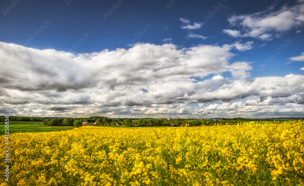 Obraz premium Rapsfeld im Sommer